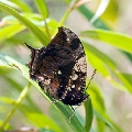 NYMPHALIDAE, Hypna rufescens